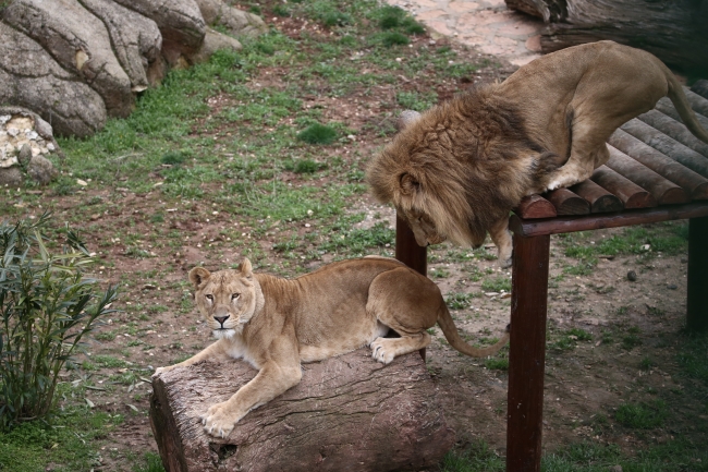 Cumhurbaşkanı Erdoğan'ın aslanları Gaziantep'i sevdi